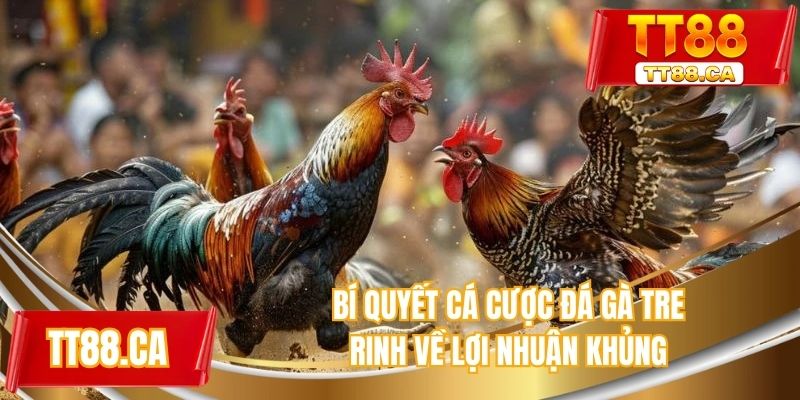 Bí quyết cá cược đá gà tre rinh lợi nhuận khủng