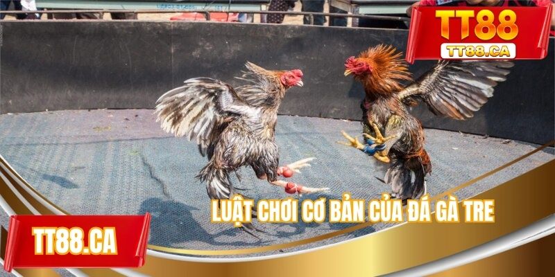 Luật chơi cơ bản của đá gà tre